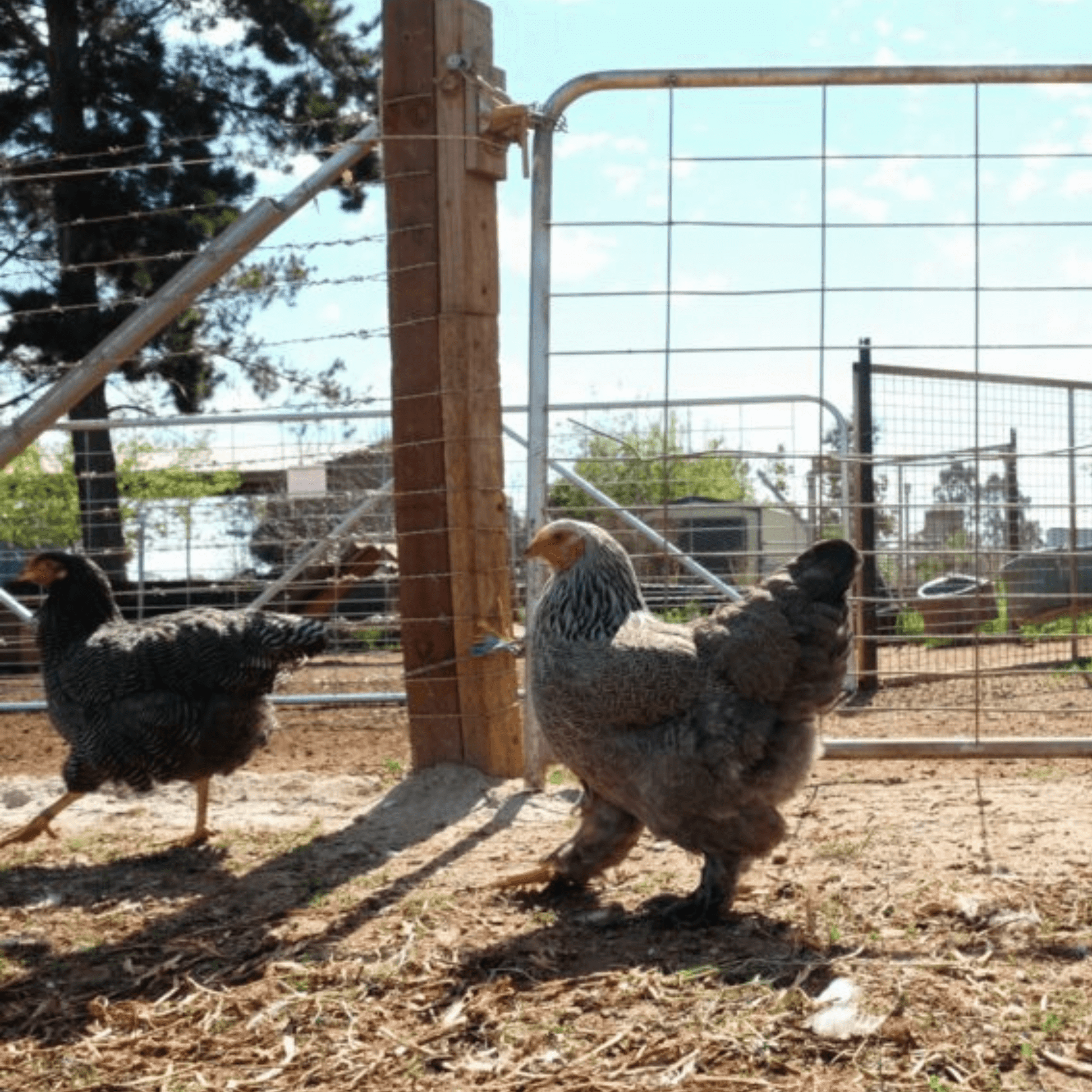 Kids Birthday Parties at Evergrow Farm