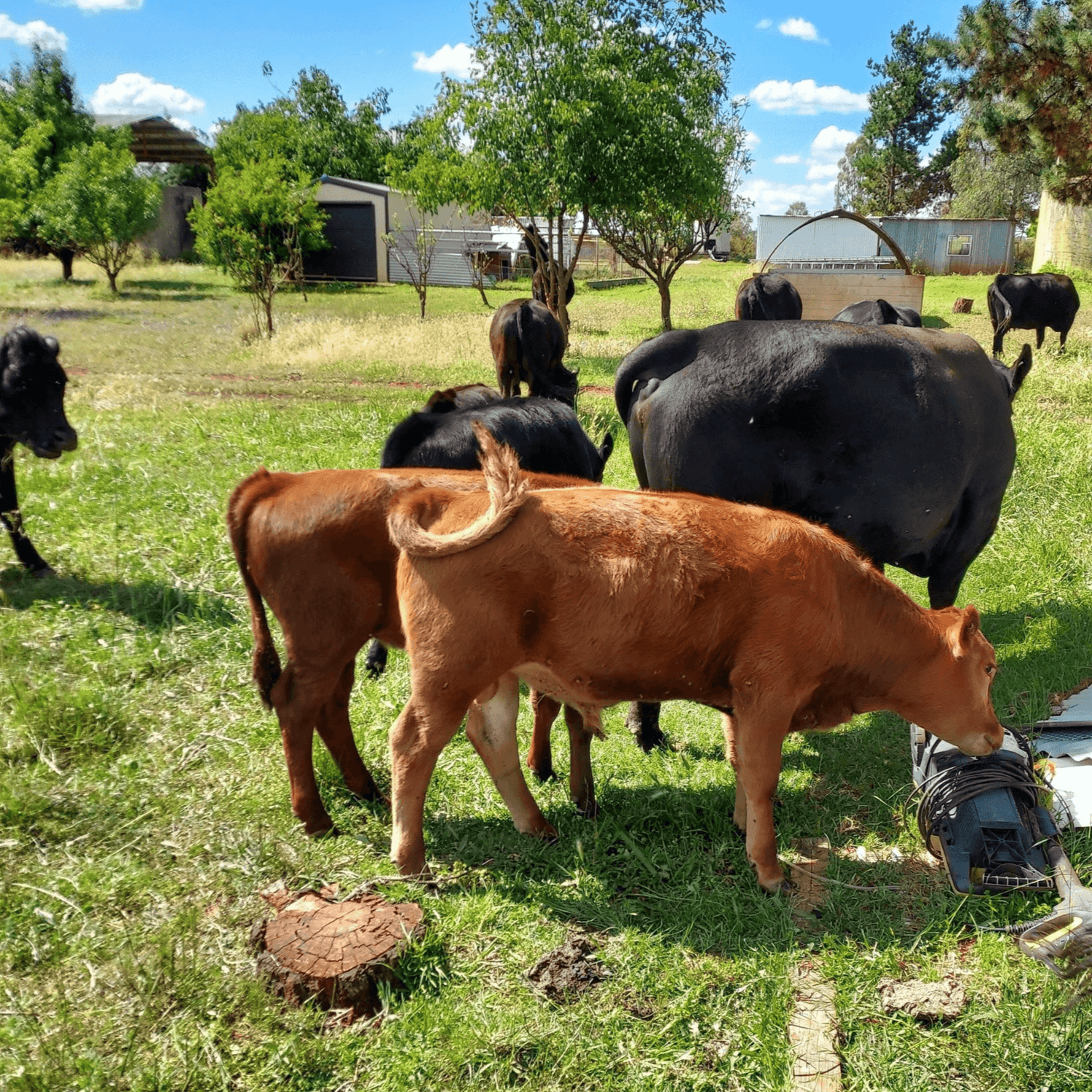 School holiday activities family farm experience with children feeding calves and cattle in green paddock