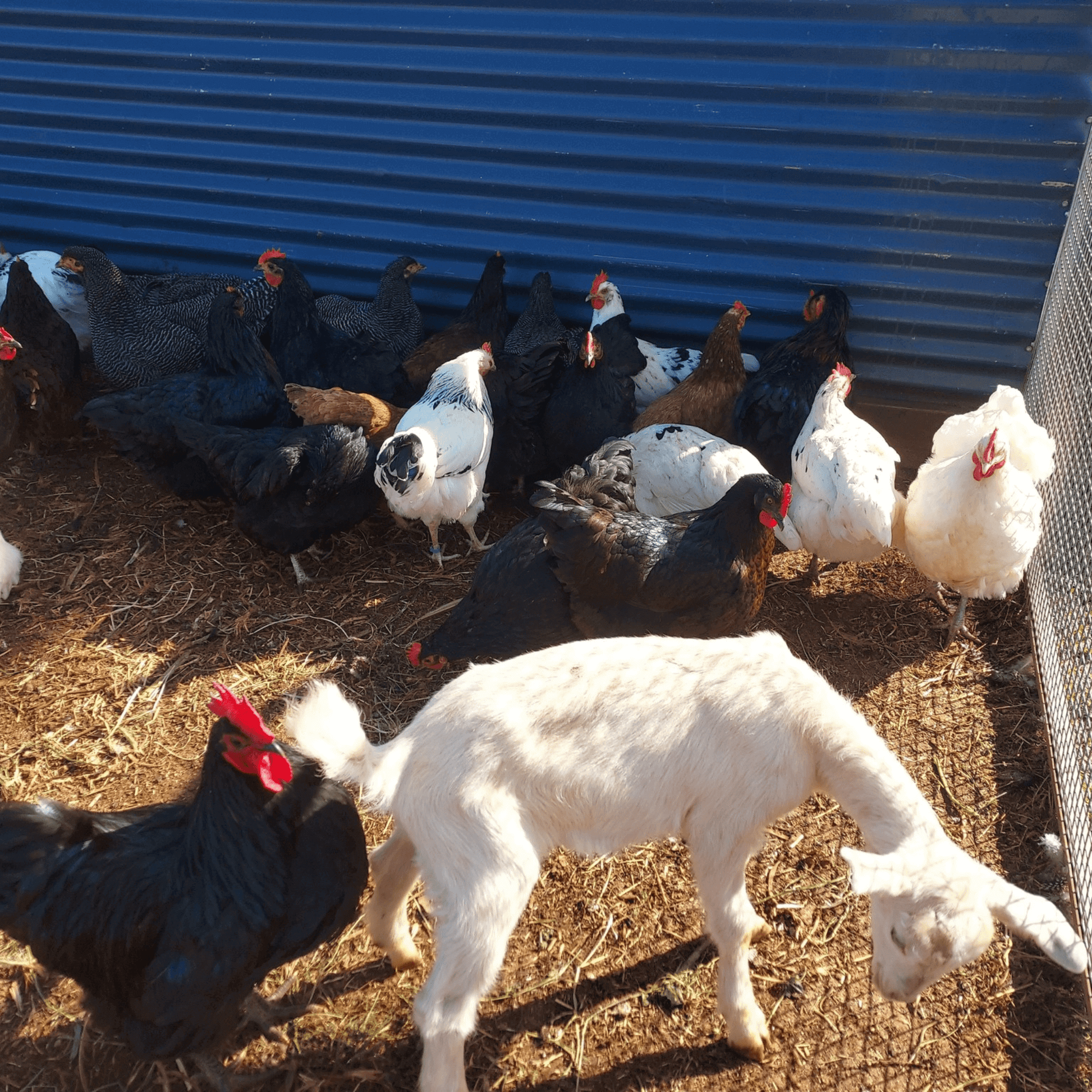 School holiday activities family farm experience with children feeding chickens and goats in the yard