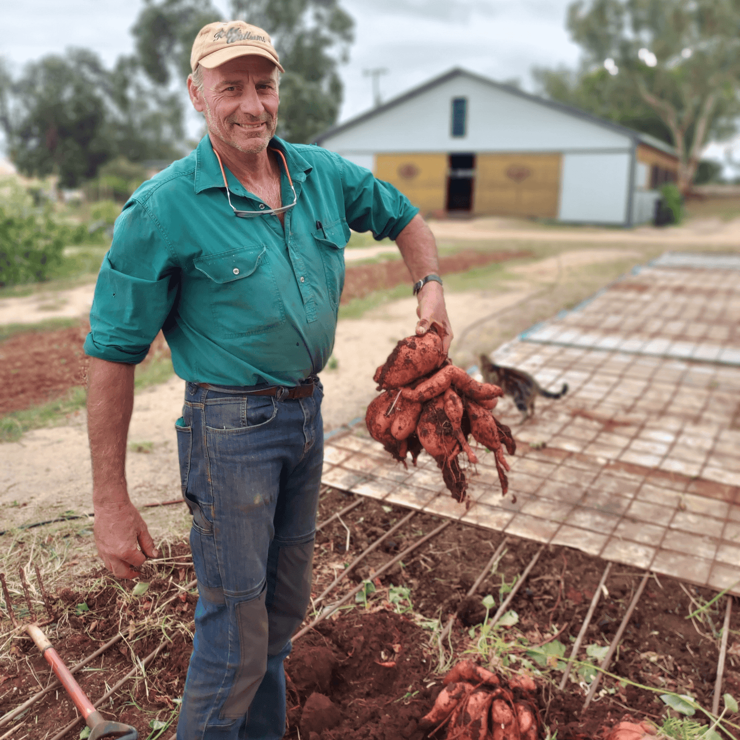 School holiday activities family farm experience with farmer harvesting fresh sweet potatoes from garden beds