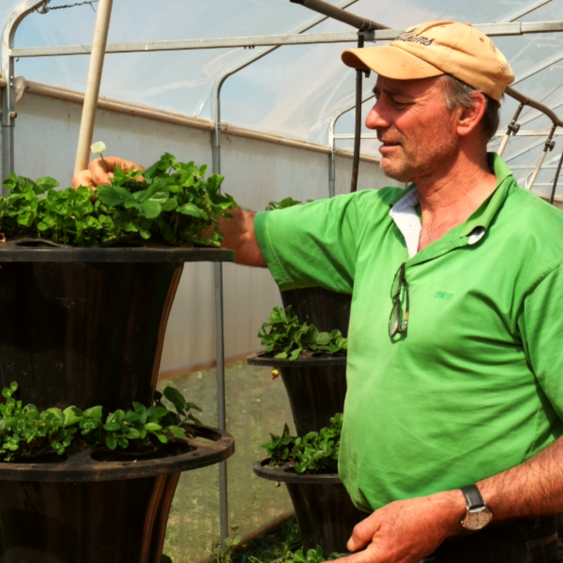 Farmer at Evergrow Farm tending to vertical garden pots inside a greenhouse.