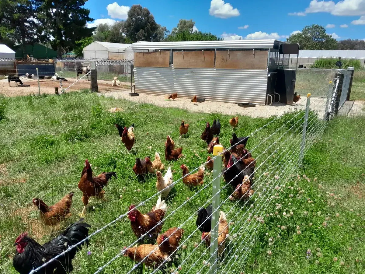 Flock of chickens roaming freely on the farm paddock