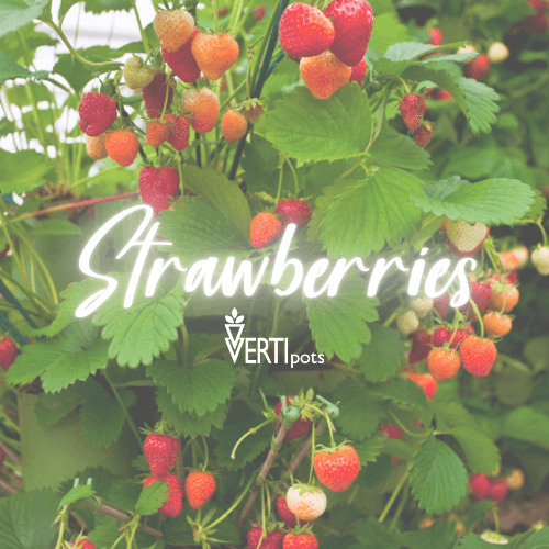 Fresh strawberries growing at Evergrow Farm