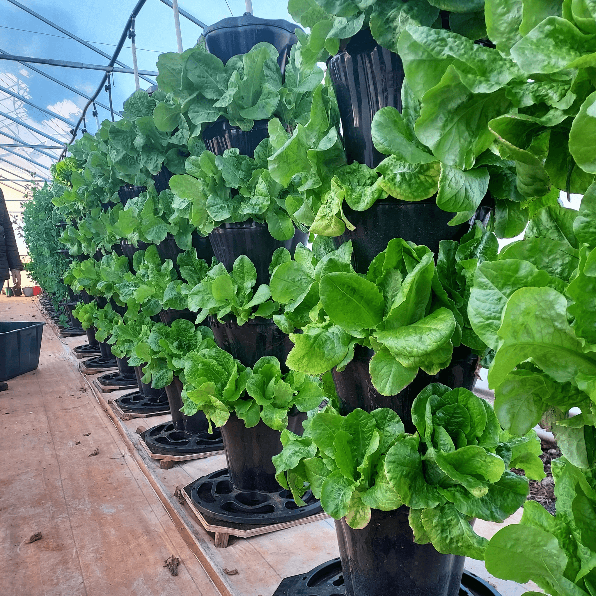 Rows of VERTI-POTS™ vertical garden towers growing fresh green lettuce at Evergrow Farm.