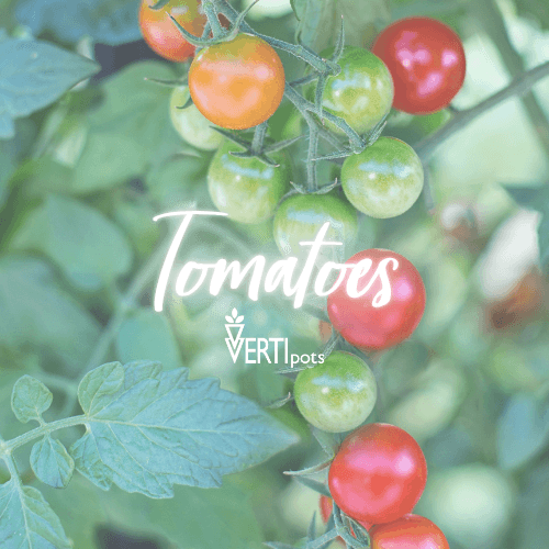 Ripening cherry tomatoes on the vine in a garden with text overlay reading Tomatoes