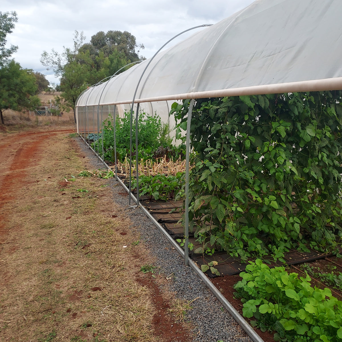 Grow Tunnel with an arched cover and food crops growing along its open side