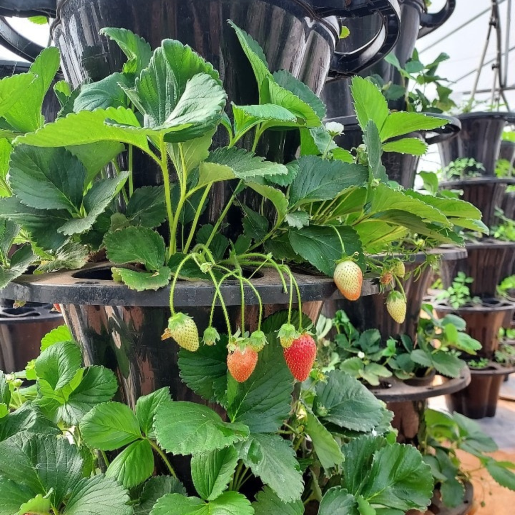 VERTI-POTS™ Vertical Growing Towers