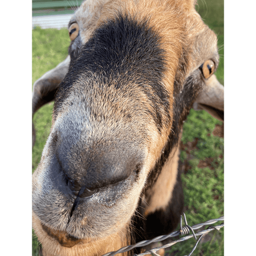 Close-up of farm animal eating grass on the paddock