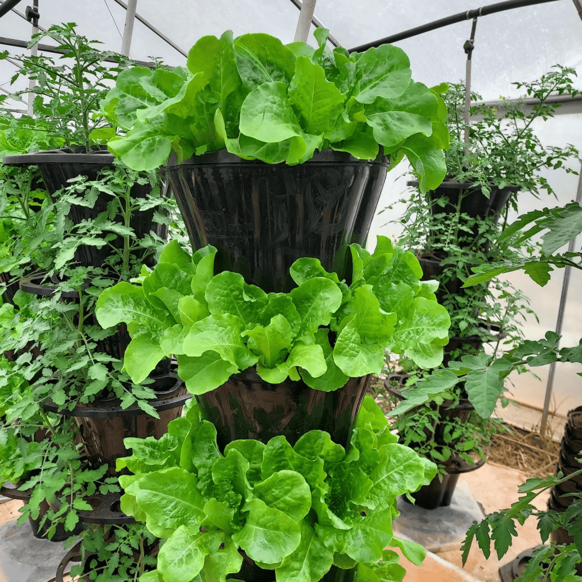 VERTI-POTS 3-tier vertical garden tower thriving with lush green lettuce plants ready for harvest