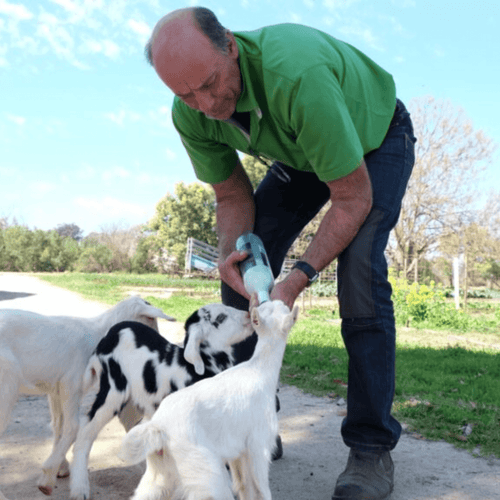 Farmer petting a young goat on the family farm