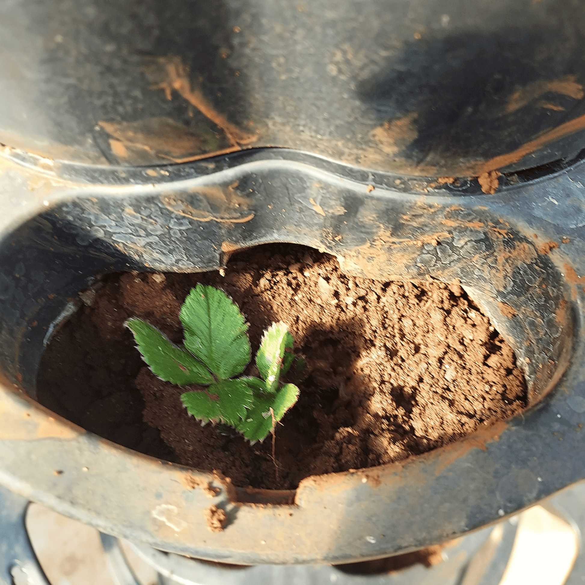 VERTI-POTS 3-tier vertical garden tower planting pocket with young seedling sprouting in fresh soil