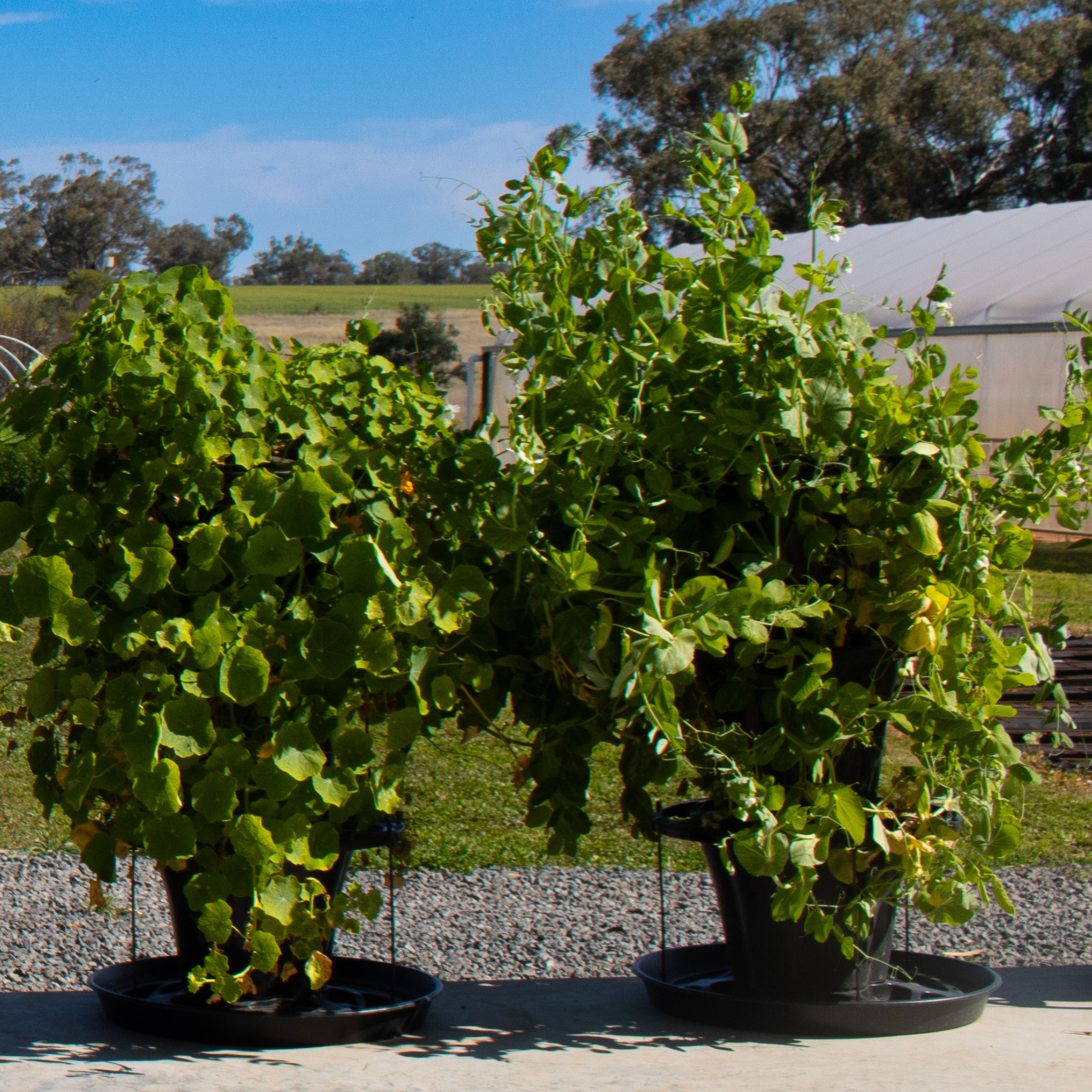 VERTI-POTS™ Vertical Growing Towers