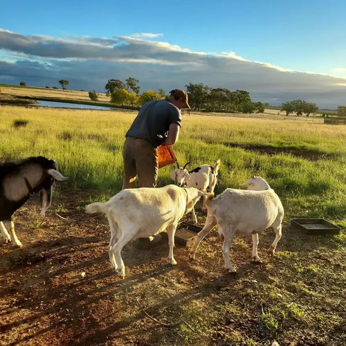 Children feeding goats during farm activity