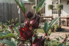 Rosella / Hibiscus- Fresh
