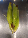Corn - Organic Per Cob