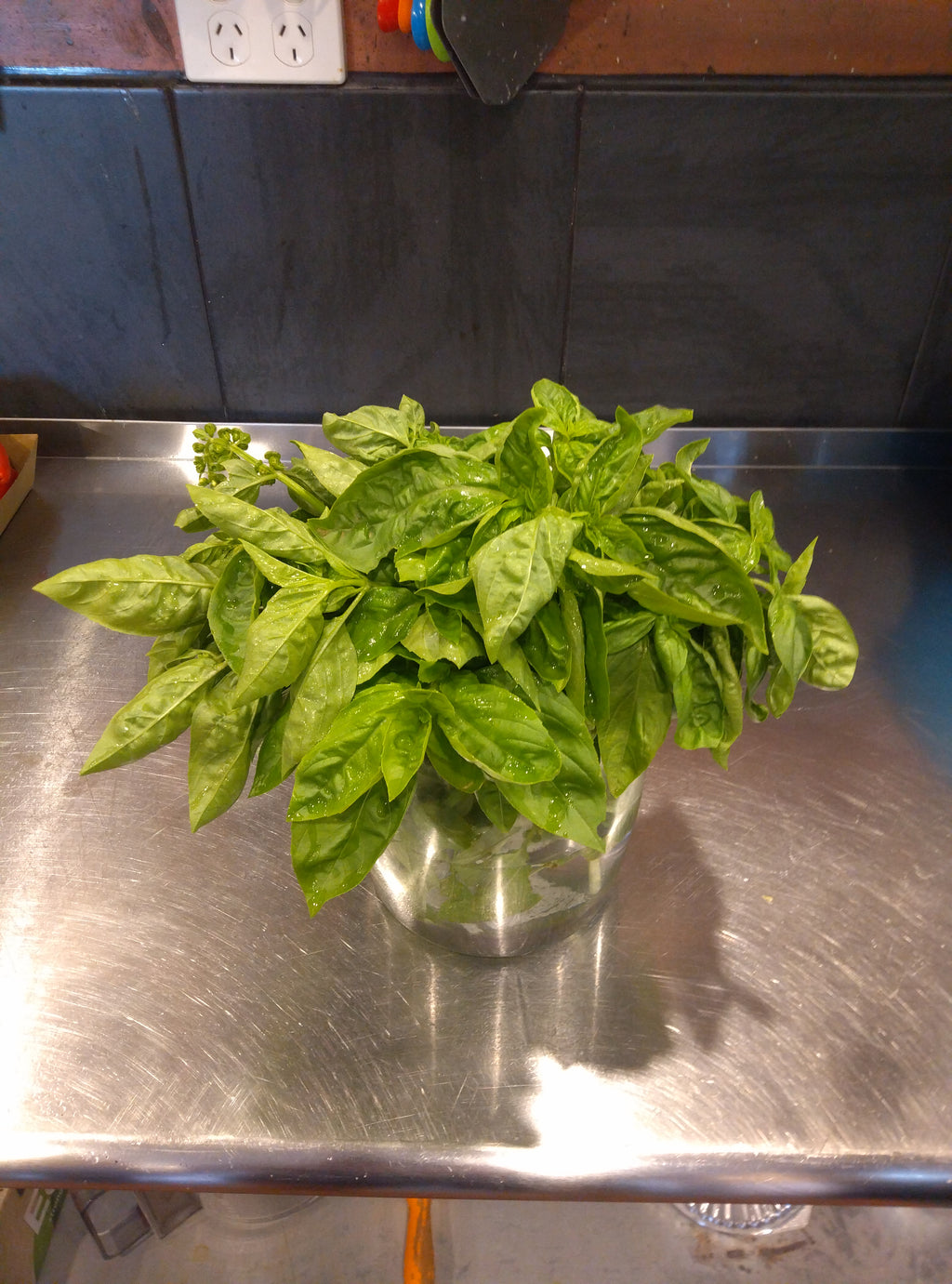 Basil (per bunch)
