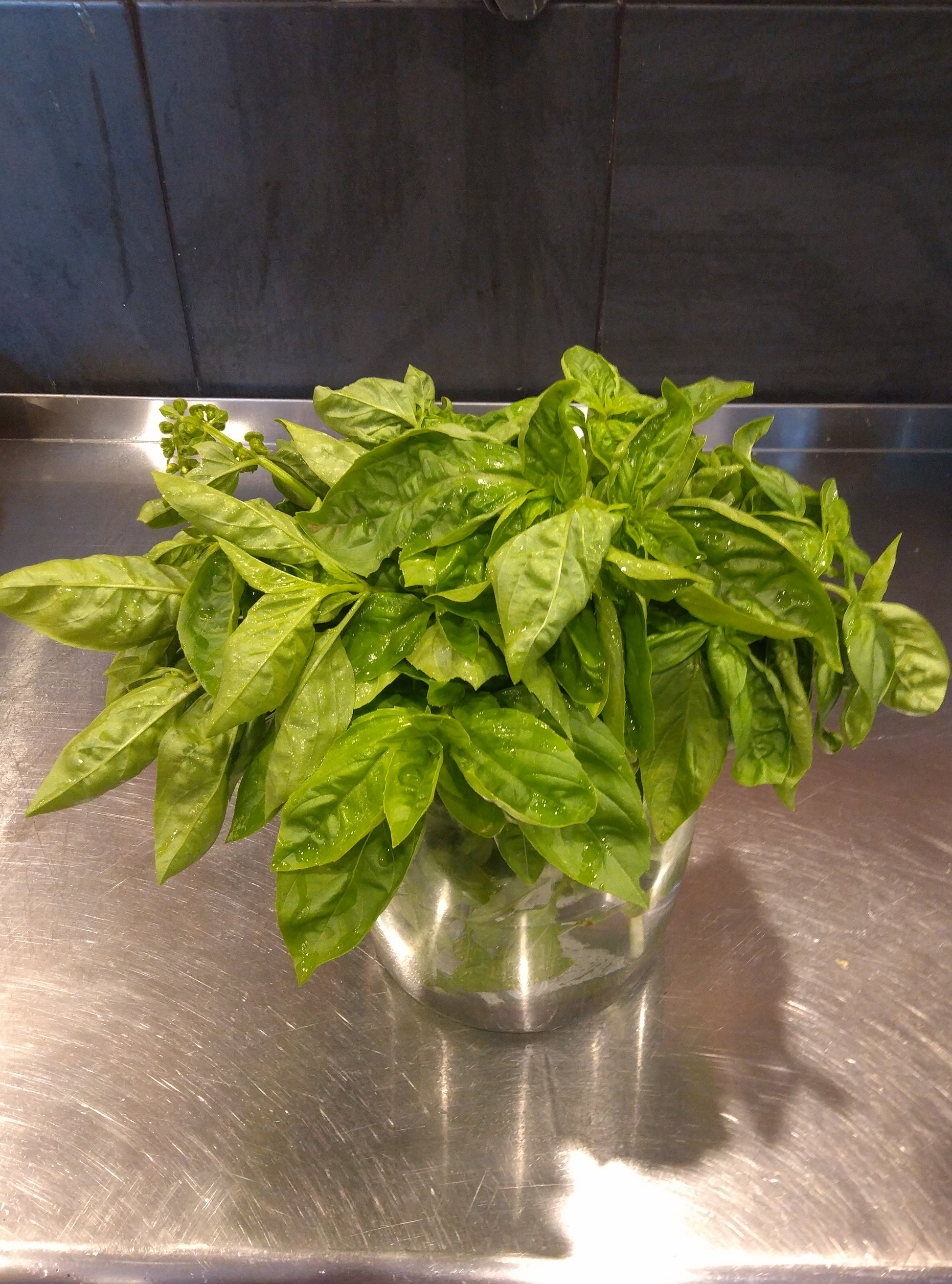 Basil (per bunch)