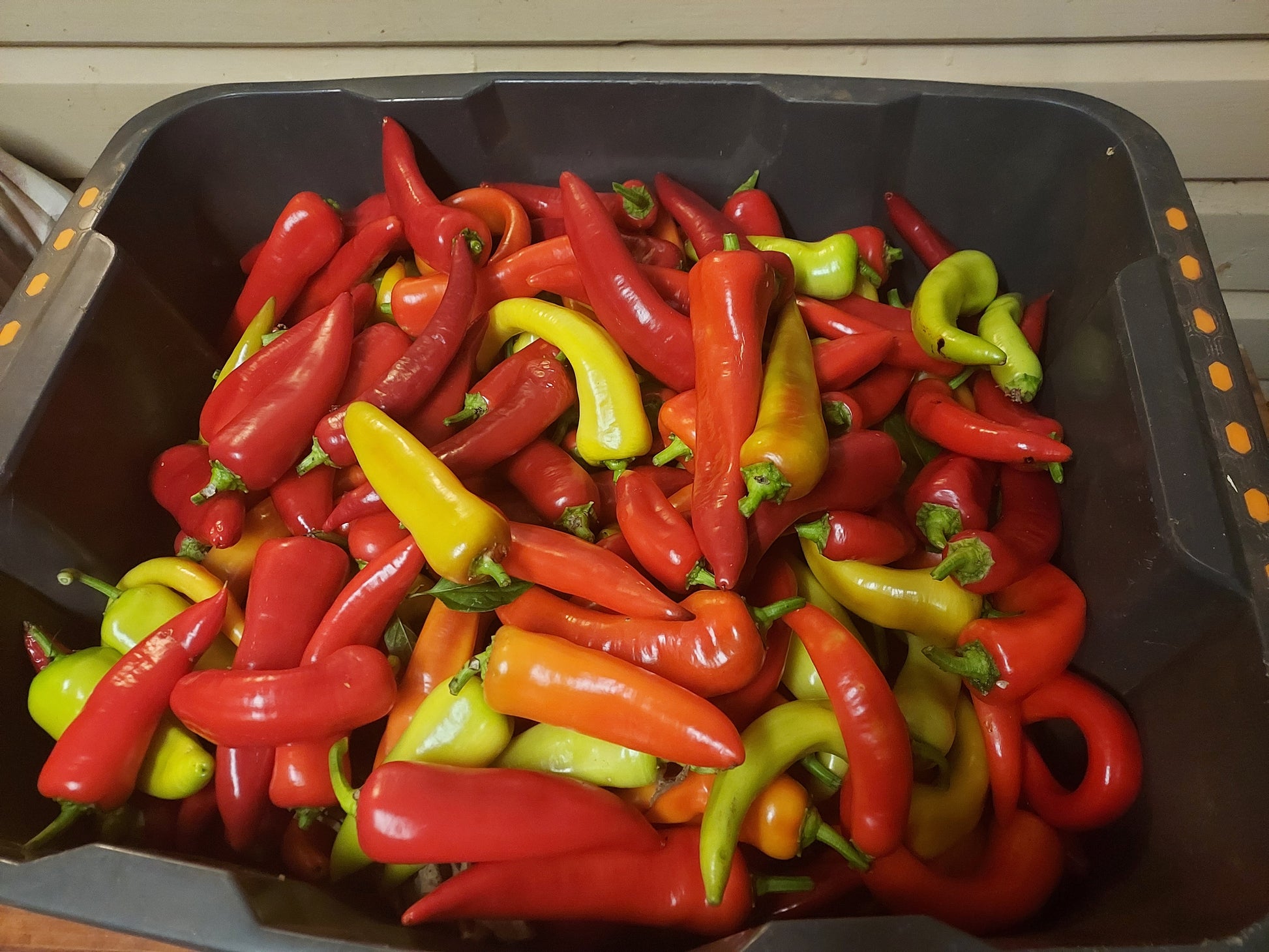 Organic Sweet Capsicum per 100g
