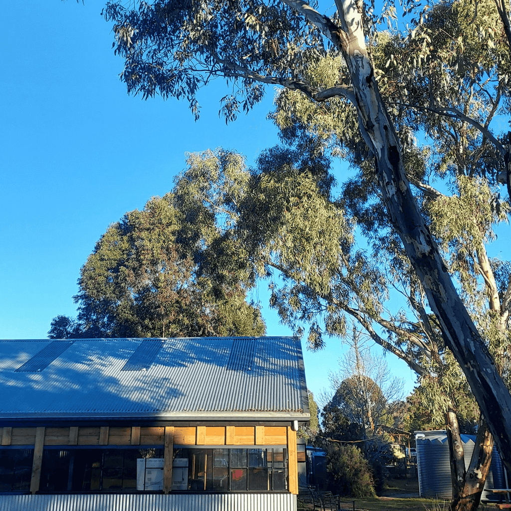 Evergrow Farm venue hire with farmhouse and tall gum trees in a peaceful Inverell setting.